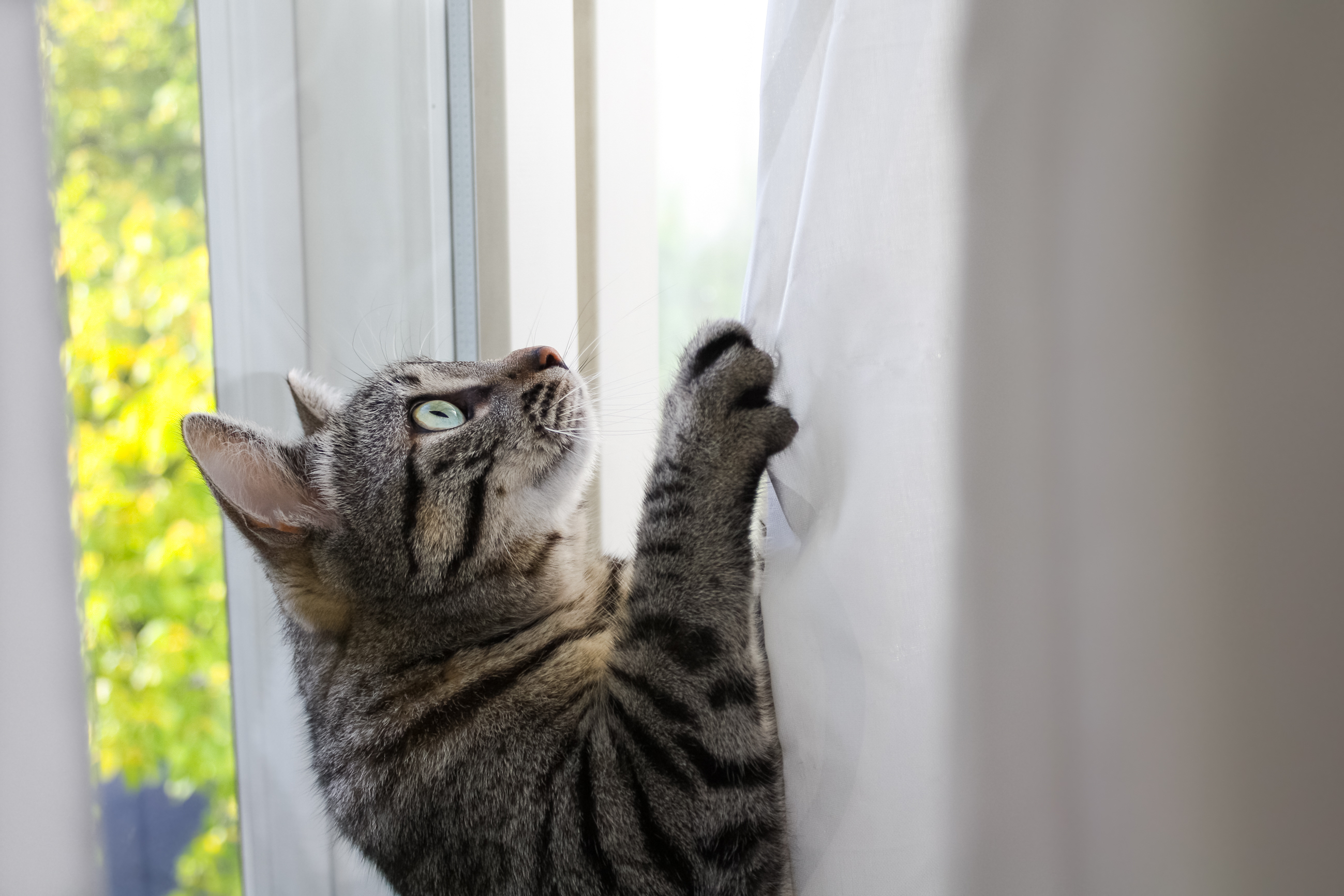 Katten klimmen graag in jouw gordijnen.