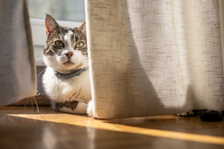 Deze gordijnen zijn geschikt voor katten